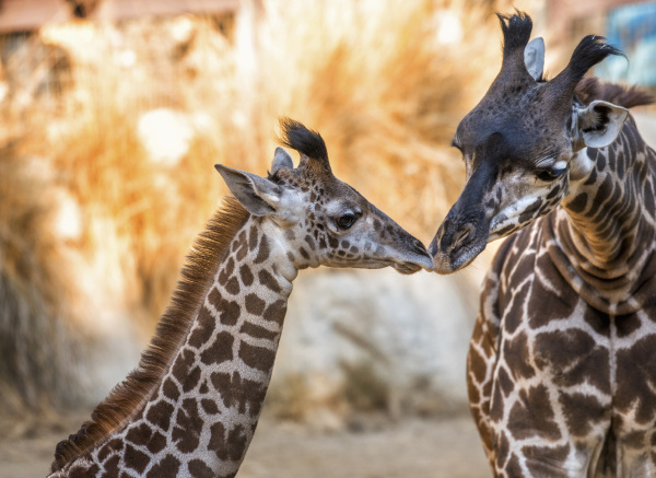 two giraffes at los angeles zoo