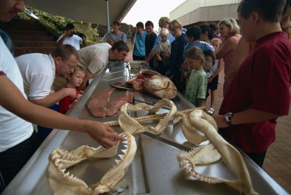 lecture on sharks natal sharks