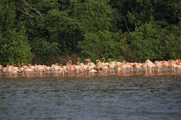 flamingos celestun national wildlife refuge
