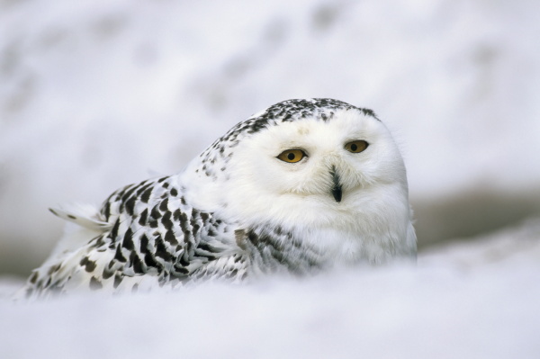 captive snowy owl nictea scandiaca