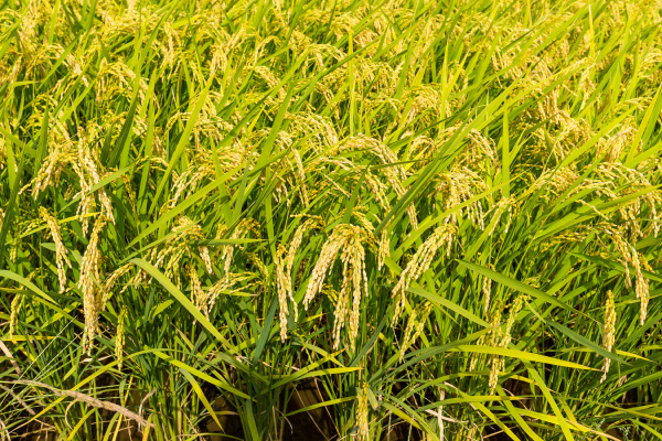 green rice field