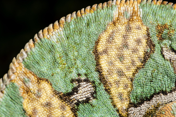yemen chameleon chameleon calyptratus
