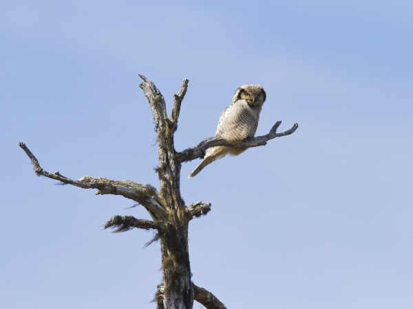 finland kuhmo hawk owl