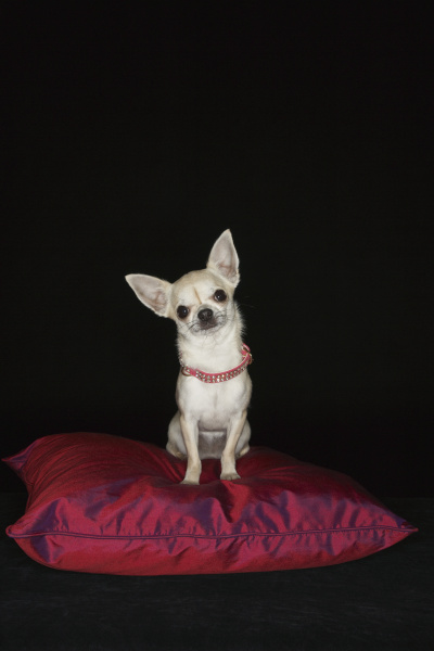 chihuahua sitting on red pillow