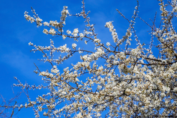 white cherry blossoms on blue sky