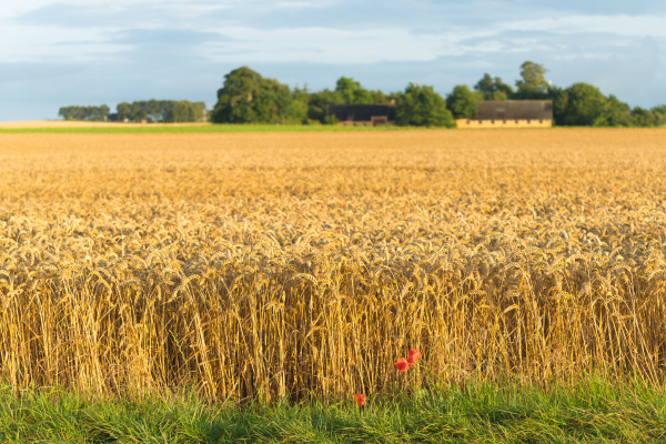 wheat field in denmark