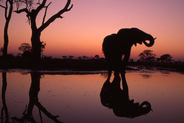 african elephant at sunset loxodonta