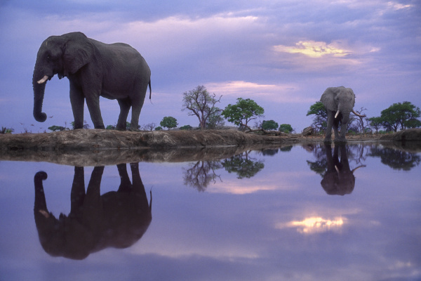 african elephants at waterhole loxodonta