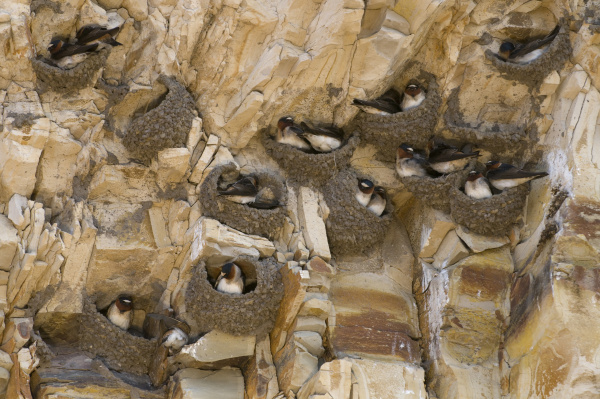 cliff swallows on nests petrochelidon