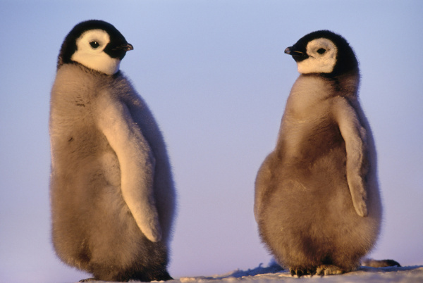 emperor penguin chicks aptenodytes forsteri