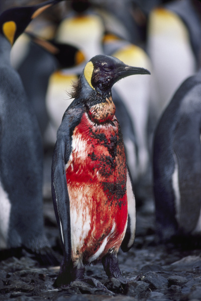 bloody king penguin aptenodytes patagonicus