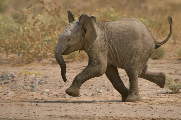 young desert elephant running loxodonta