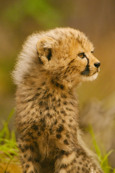 cheetah cub acinonyx jubatus
