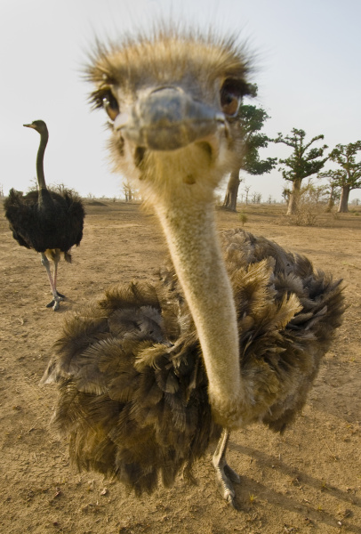ostrich close up struthio camelus