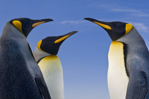 king penguins aptenodytes patagonicus