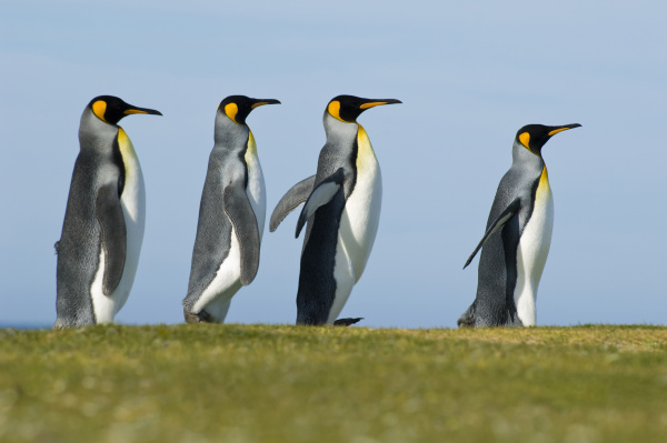 king penguins courting aptenodytes patagonicus