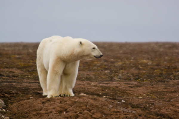 polar bear ursus maritimus