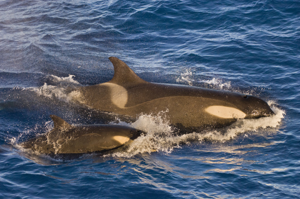 orcas orcinus orca south