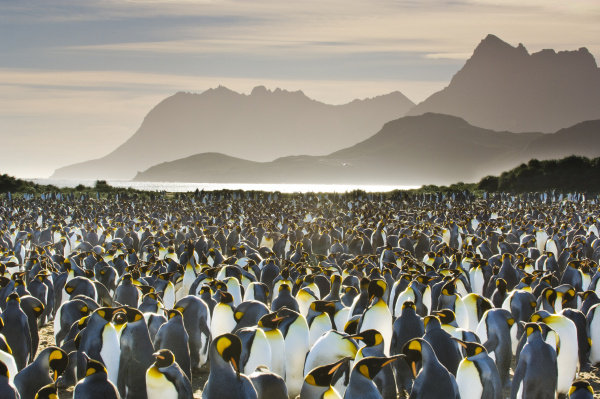 king penguin colony aptenodytes patagonicus