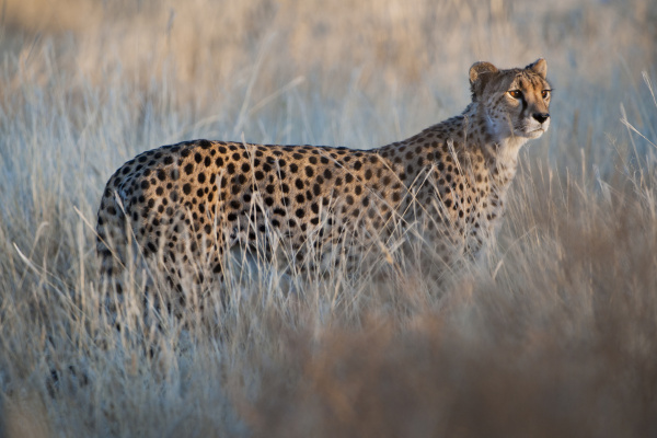 cheetah acinonyx jubatus cheetah