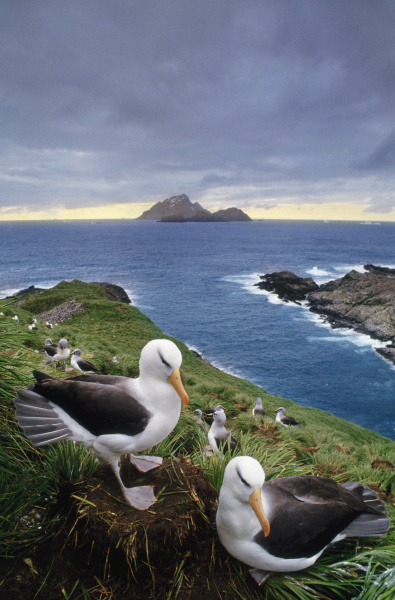 black browed albatross couple thalassarche