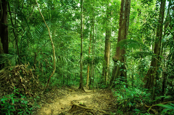 Tropical rainforest landscape with path - Stock Photo #22059797 ...