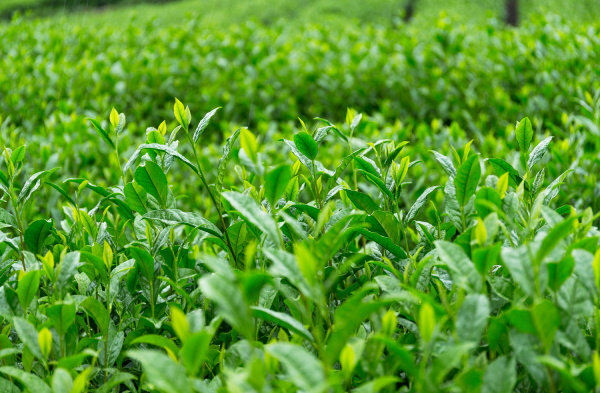 Fresh green Tea farm - Stock Photo #22154675 | PantherMedia Stock Agency