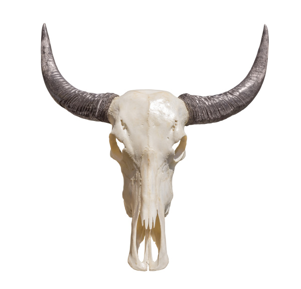 horned animal skull - Stock Photo #22540835 | PantherMedia Stock Agency