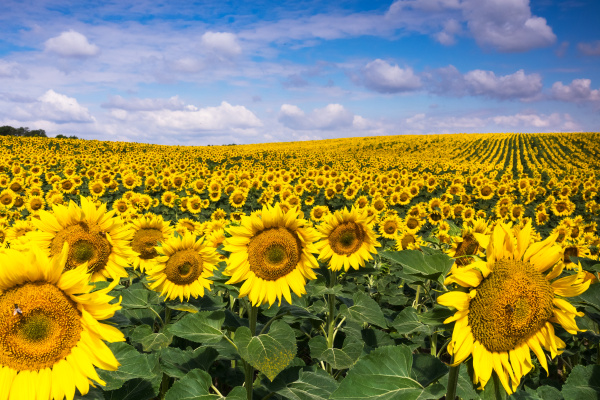 sunflowers