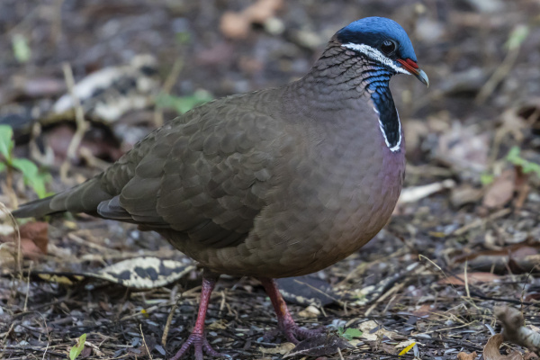 an adult blue headed quail dove