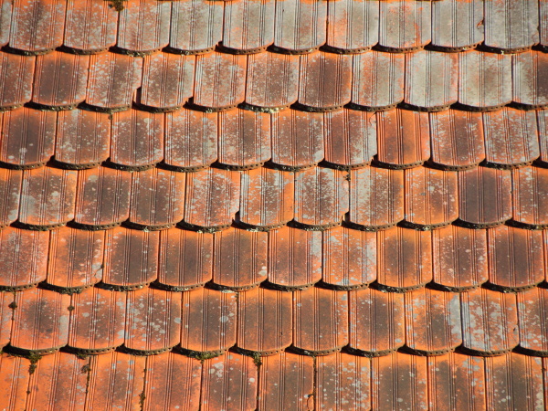 red tile roof with alga and