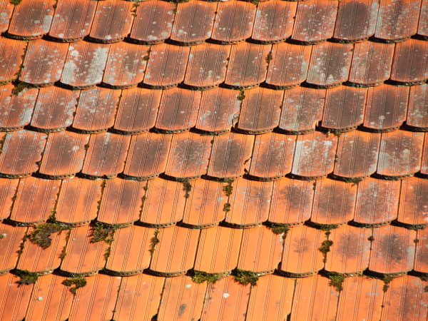red tile roof with alga and