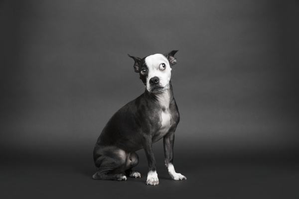 portrait of dog looking away