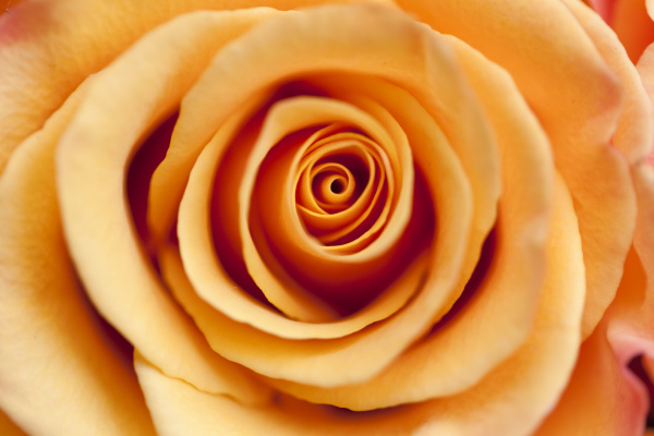 orange rose close up