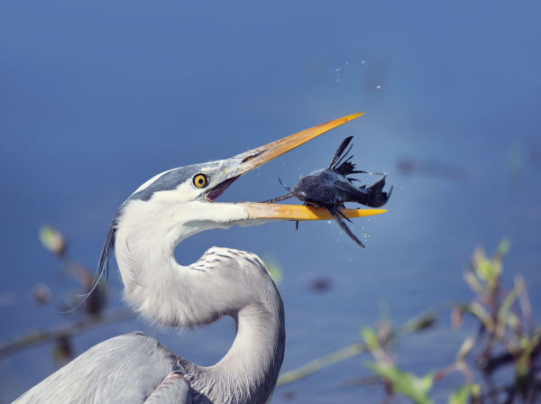 great blue heron with a fish