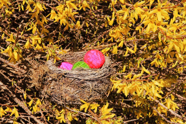 easter nest with colorful easter eggs