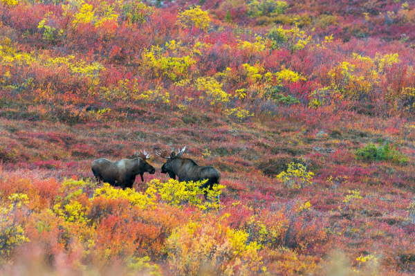 moose cows in the autumn coloured
