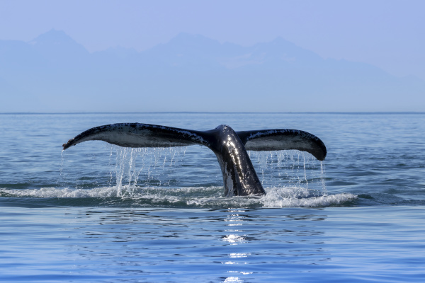 a humpback whale megaptera novaeangliae