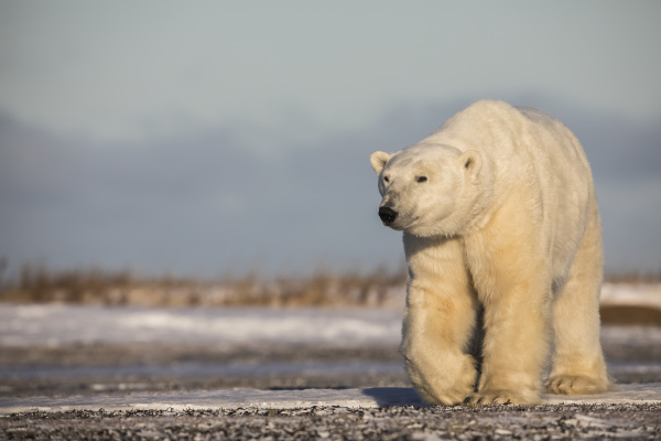 polar bear along the coast of