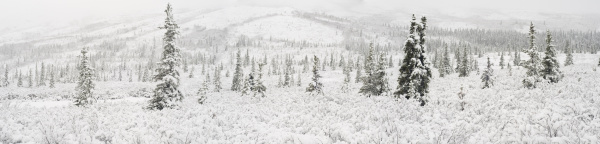 panorama landscape of the first snowfall