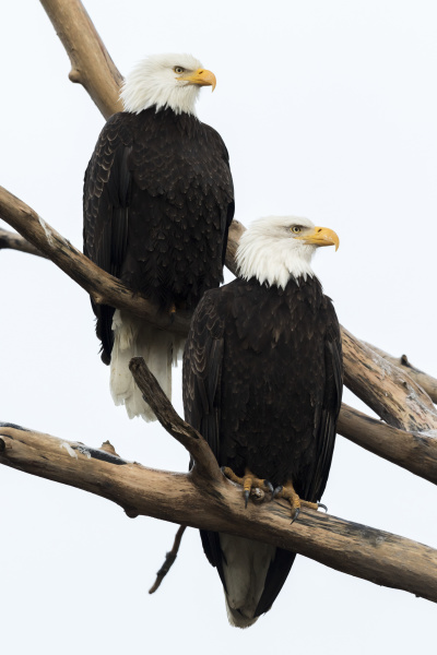 a pair of mated adult bald