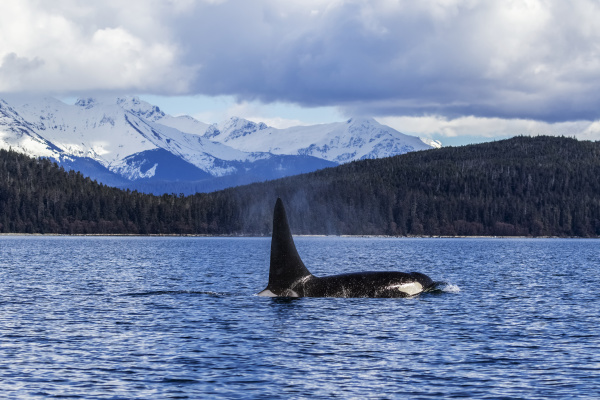 an orca whale or killer