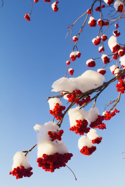 red berries on mountain ash tree