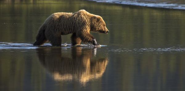 alaskan coastal bear ursus arctos