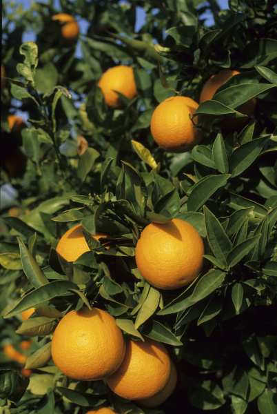 ripe oranges valencia spain