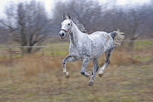 a horse at a gallop