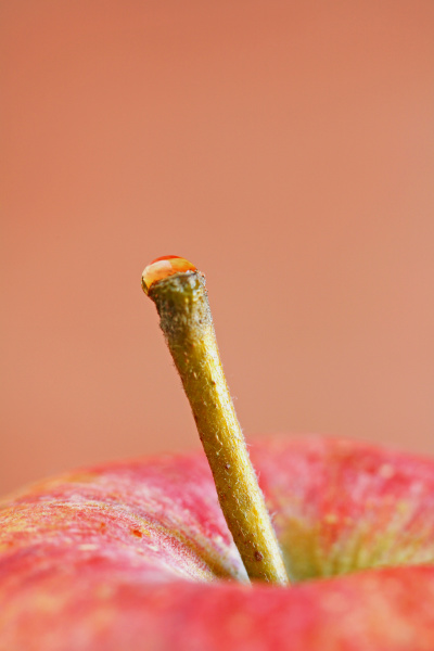apple stem with a drop of