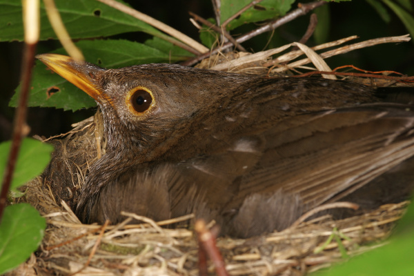 blackbird in the nest