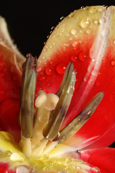 macro of a red tulip with