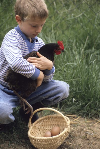 chickens are kept outdoors